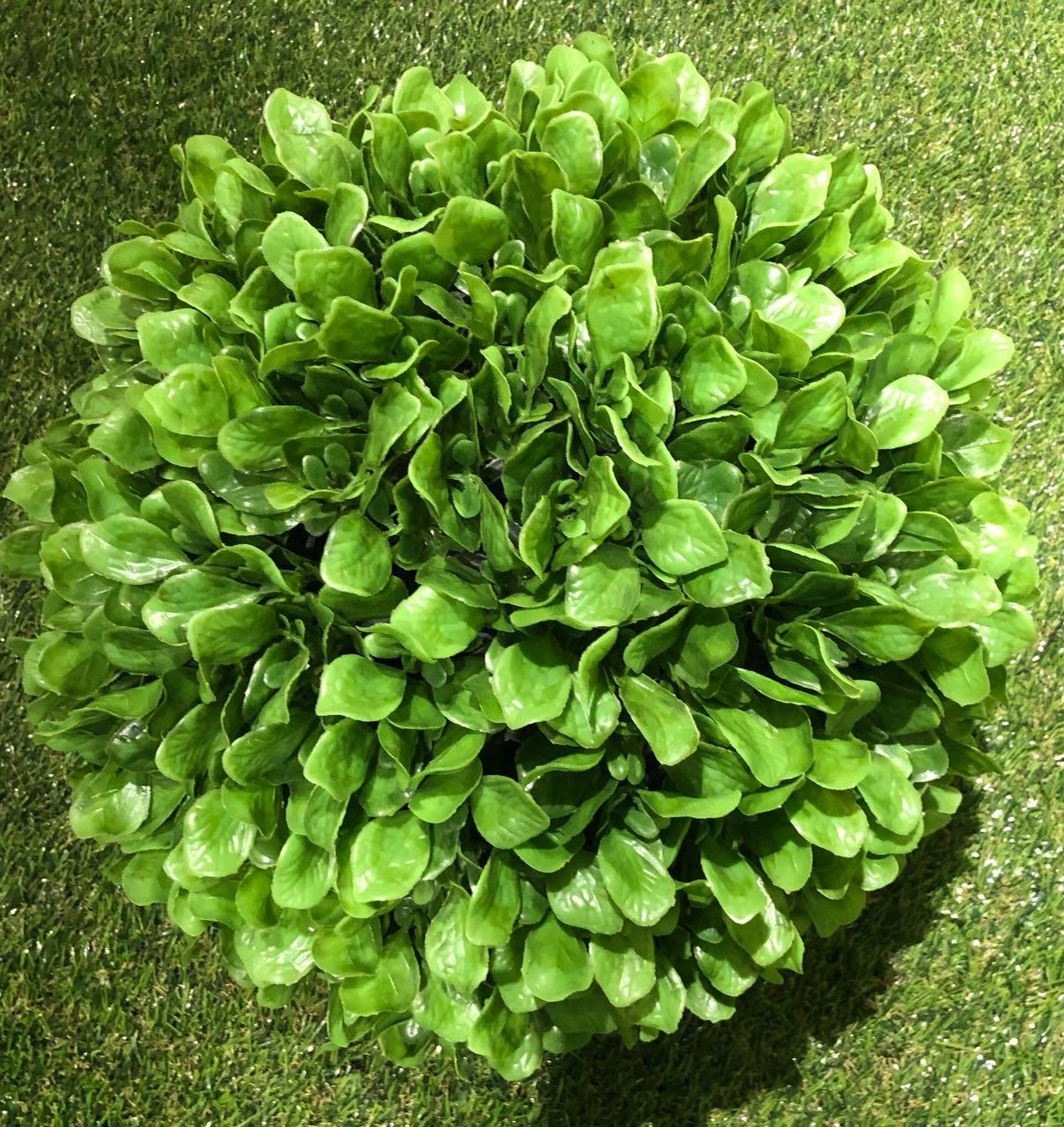 Eucliptus Big x1 Ball 15cm